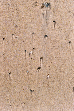 Small shells on sand shot from above