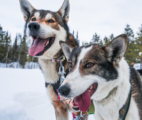 Happy sled dogs on a cold winters day.