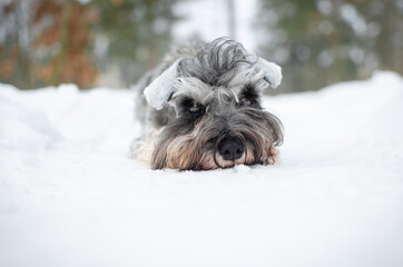 Cute gray dog miniature schnauzer in winter park or forest. Happy pepper with salt color  puppy in snow 