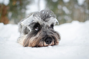 Cute gray dog miniature schnauzer in winter park or forest. Happy pepper with salt color  puppy in snow 