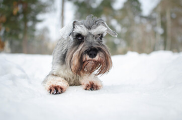 Cute gray dog miniature schnauzer in winter park or forest. Happy pepper with salt color  puppy in snow 