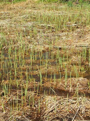 春の湿地に生える夏草の若葉
