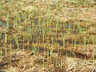 春の湿地に生える夏草の若葉