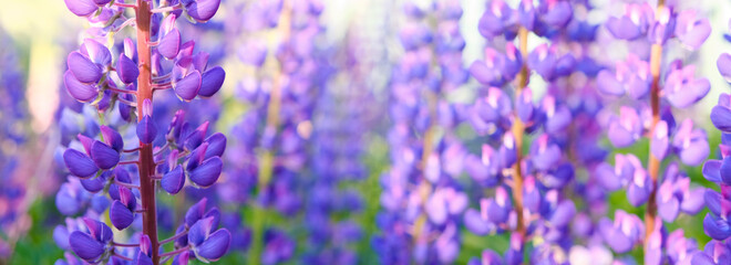 Summer banner of purple lupins