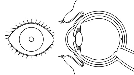 人の目の仕組み（線画）