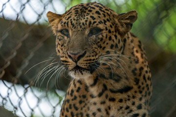 Common Leopard Portrait