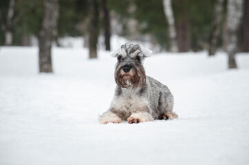 Cute gray dog miniature schnauzer in winter park or forest. Happy pepper with salt color  puppy in snow 