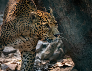 Common Leopard Staring