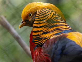 Golden Pheasant Portrait