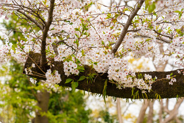 古い桜の木
