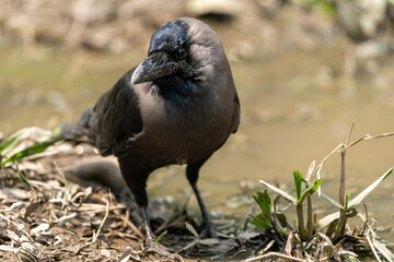 House Crow Portrait