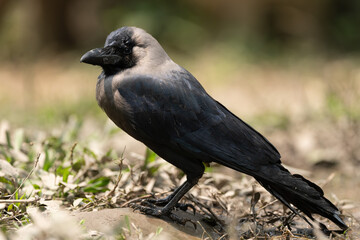 House Crow Portrait