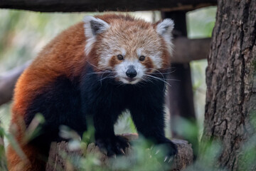 Fototapeta premium Red Panda on Stump