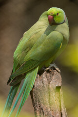 Rose Ringed Parakeet Perched on a Tree Stump