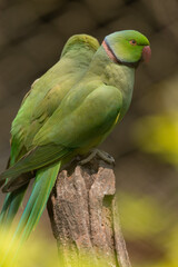 Rose Ringed Parakeet Perched on a Tree Stump