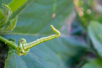 Fototapeta na wymiar plant tendrils pumpkin spun in a spiral macrophotography