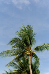 Fototapeta na wymiar coconut trees and the blue sky