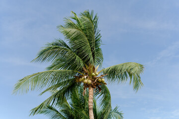 coconut trees and the blue sky
