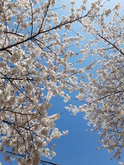 simple cherry blossom image