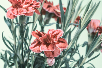Sweet William Dianthus carnation mini