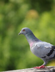close up of a pigeon
