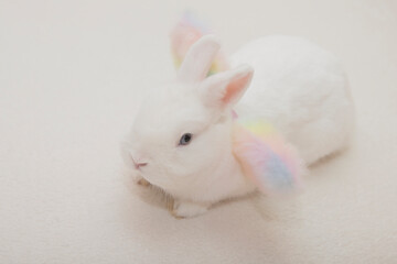 image of rabbit white background