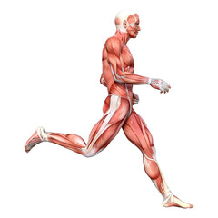 3D Rendering Male Anatomy Figure on White