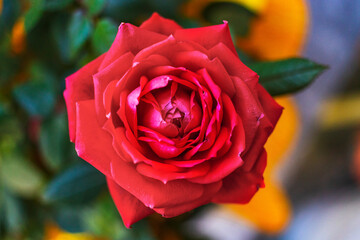 red rose