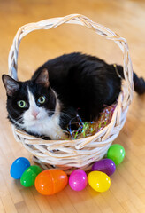Black and White Tuxedo Cat in Easter Basket with Eggs