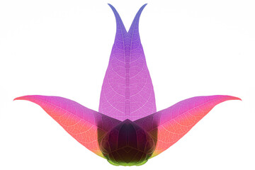 Multi Layered Translucent multi color plant Leaves on white backgrounds. Ecology concept