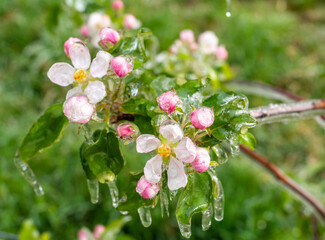 delicate apple blossoms covered with a sparkling layer of ice. Apples flowers in spring