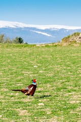 Fototapeta premium view of pheasant in the wild