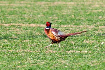 view of pheasant in the wild
