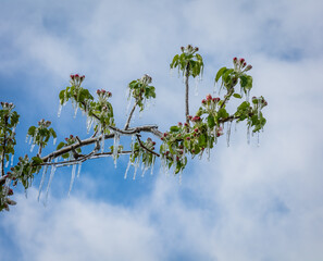delicate apple blossoms covered with a sparkling layer of ice. Apples flowers in spring