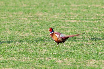 view of pheasant in the wild
