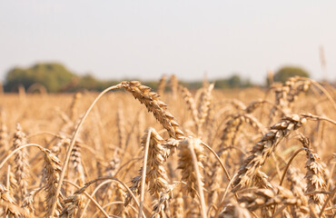 Fototapeta premium Close-up of ripe and yellow wheat ears on a field in summer at sunset.Ecological clean product.Place for text