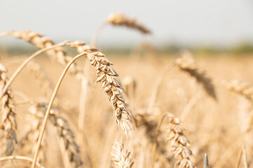 Close-up of ripe and yellow wheat ears on a summer field. environmentally friendly product.