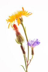 Fototapeta na wymiar Chicory flower Cichorium intybus and Crepis close up isolated on the white background