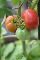 栽培中のトマト