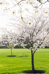 Cherry blossoms sakura