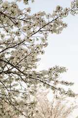 Cherry blossoms sakura