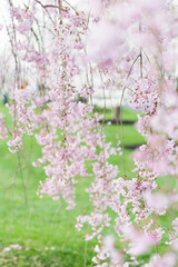 Pink cherry blossoms sakura