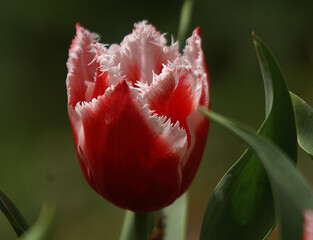 Fascinating, close up shot of pink tulip flower in a garden.