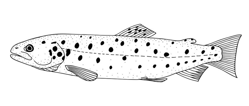 Sevan trout. Hand drawn realistic black line illustration.