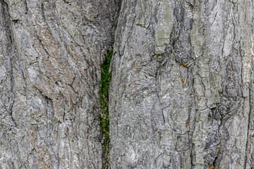 Old pear trunk bark with green moss texture background close-up view