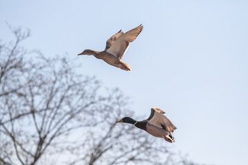 Spring migration of wild ducks