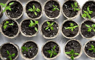 Many pots made of natural peat with seedlings of young plants-tomatoes. Top view