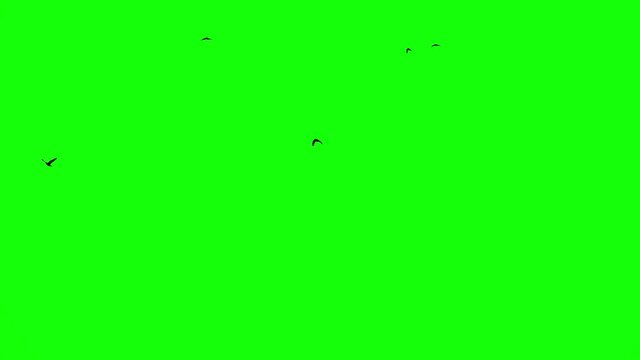 black crows fly across the sky close on a green screen