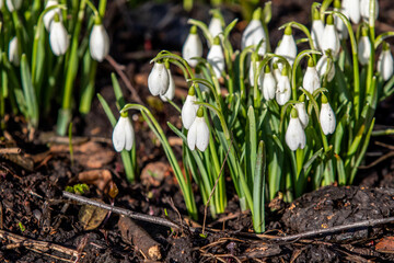 spring flowers snowdrops first flowers
