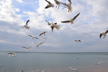 Seagulls staged a whole round dance over the sea for pieces of bread in their struggle for survival.